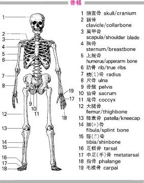 骨頂を英語で訳す .